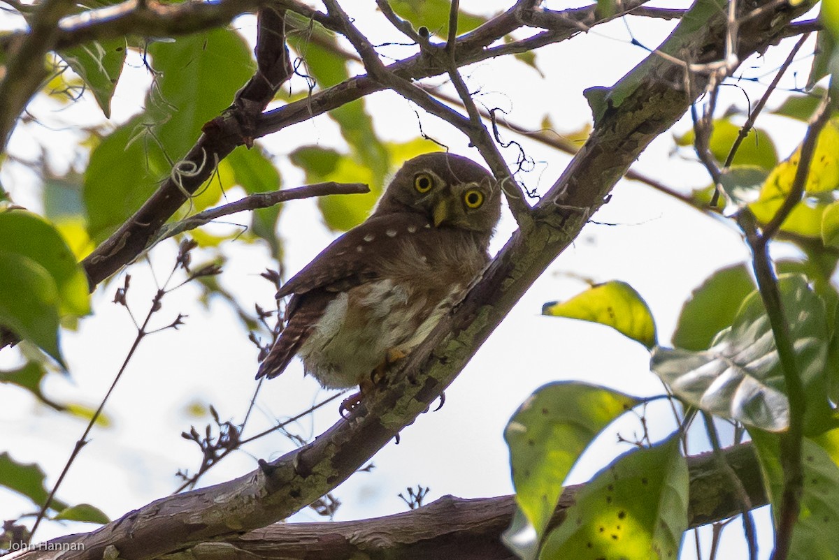 Central American Pygmy-Owl - John Hannan