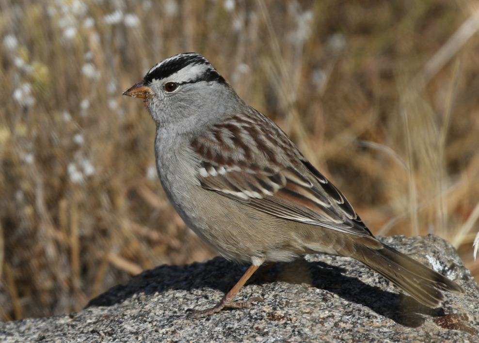 White-crowned Sparrow - C. Jackson