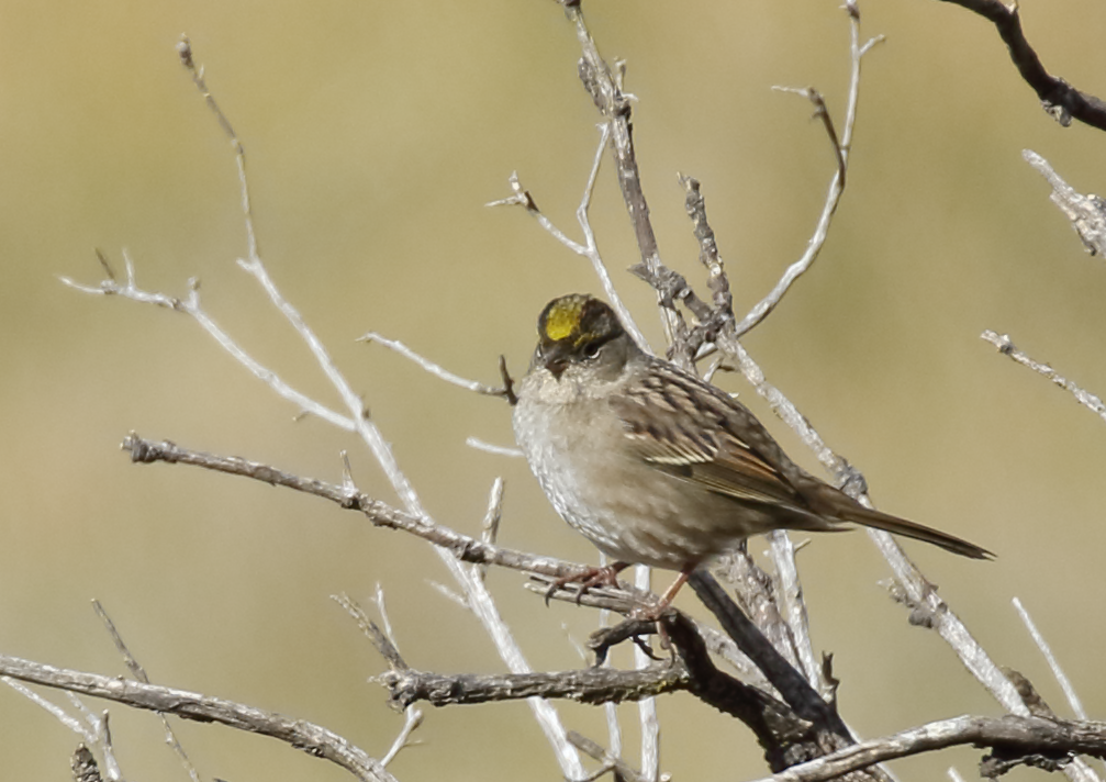 Golden-crowned Sparrow - C. Jackson