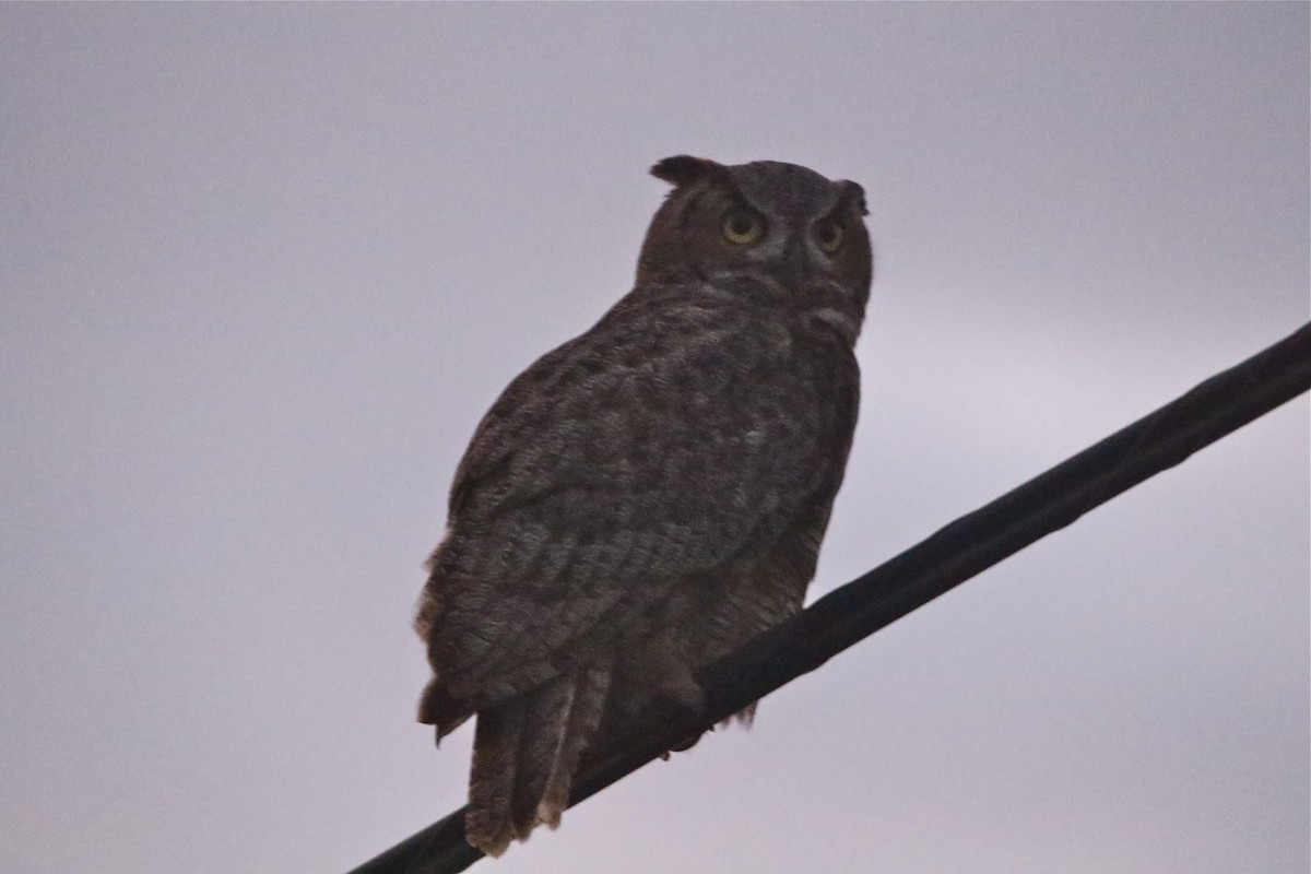 Great Horned Owl - Pair of Wing-Nuts