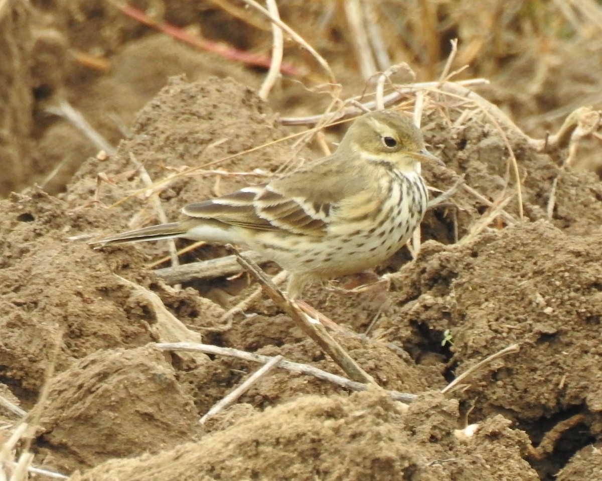 American Pipit (japonicus) - Scott Young