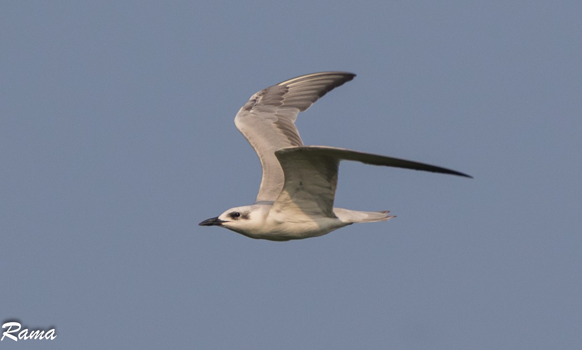 Gull-billed Tern - Rama Neelamegam