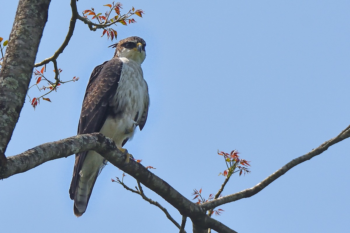 Rufous-bellied Eagle - Polly Kalamassery