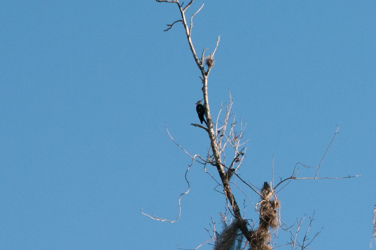 Pileated Woodpecker - Ray Wise