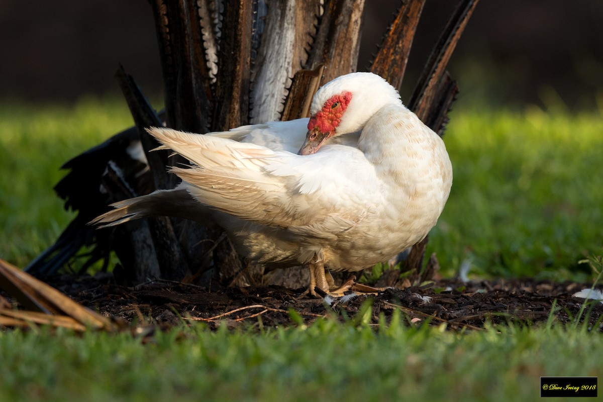 Muscovy Duck (Domestic type) - David Irving