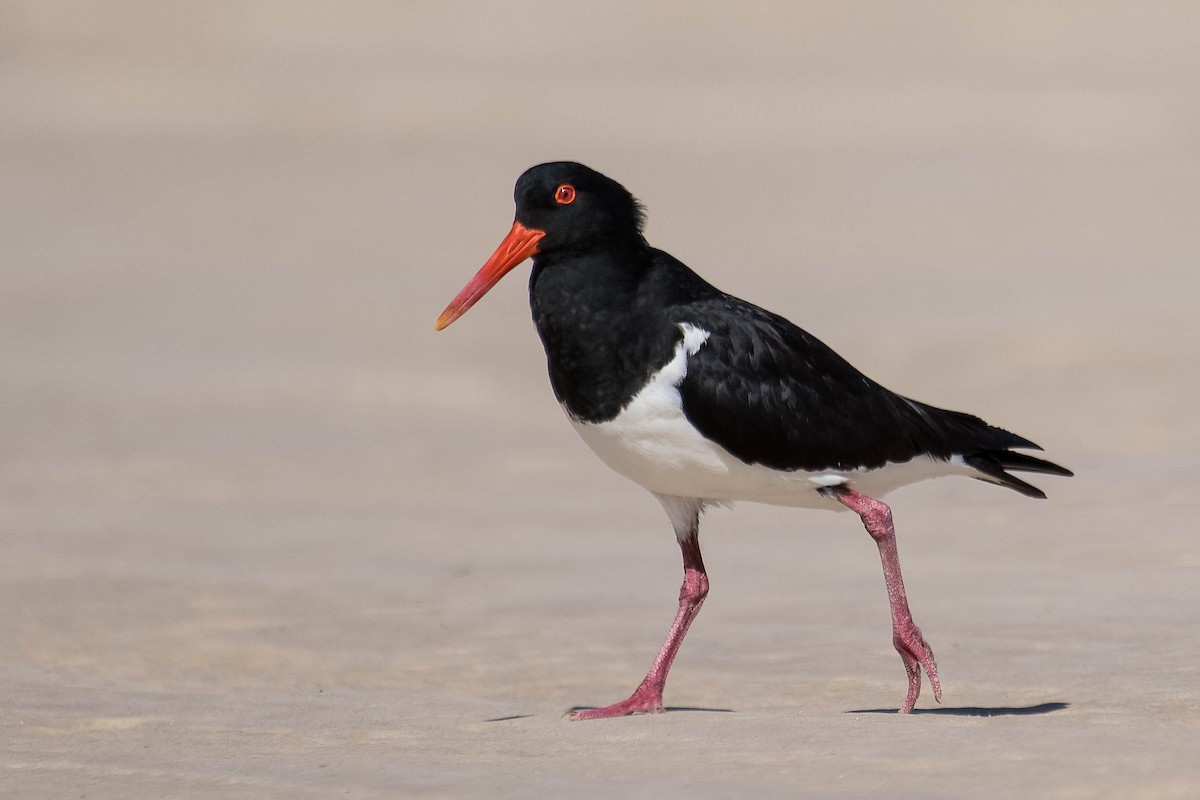 Pied Oystercatcher - Terence Alexander