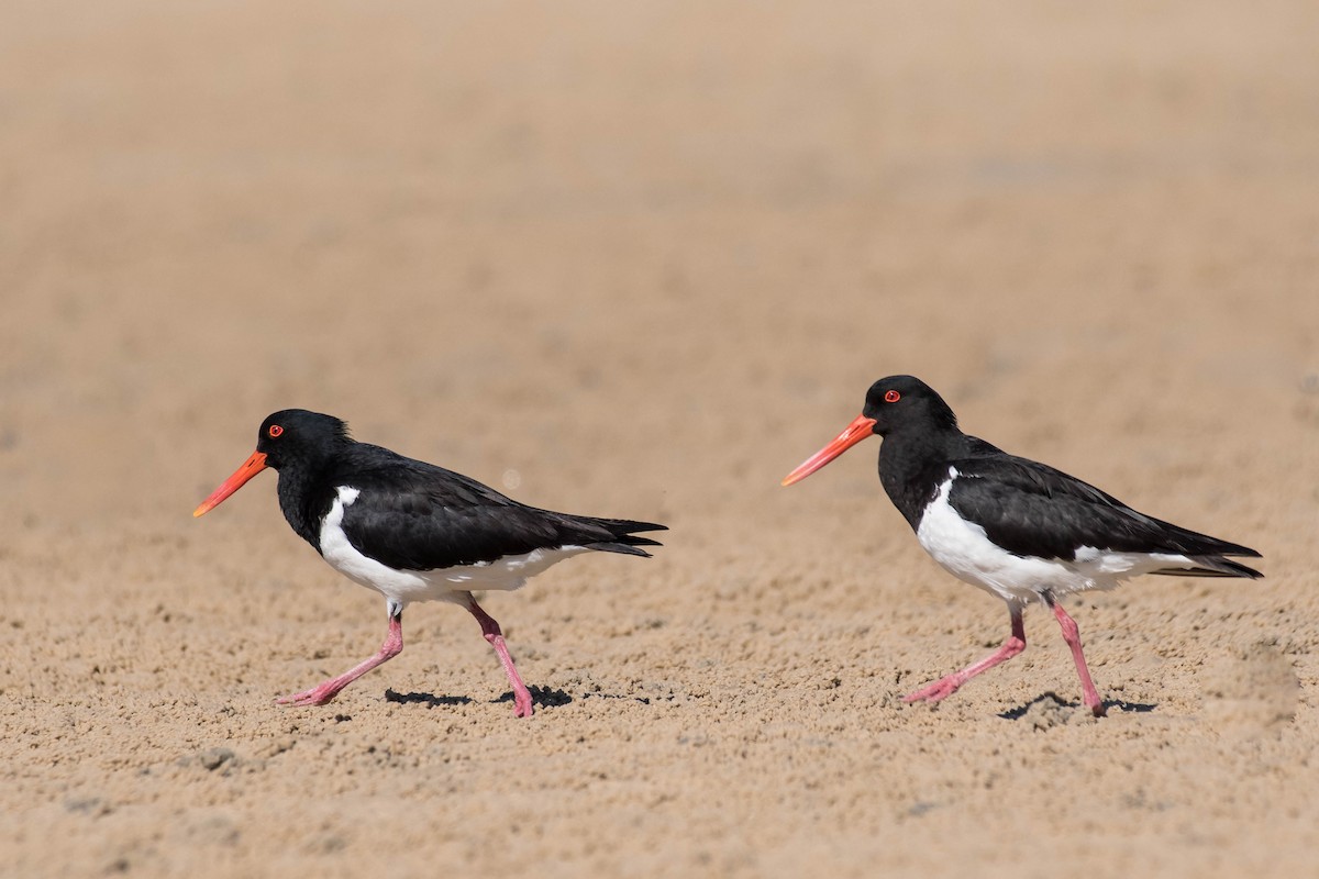 Pied Oystercatcher - Terence Alexander