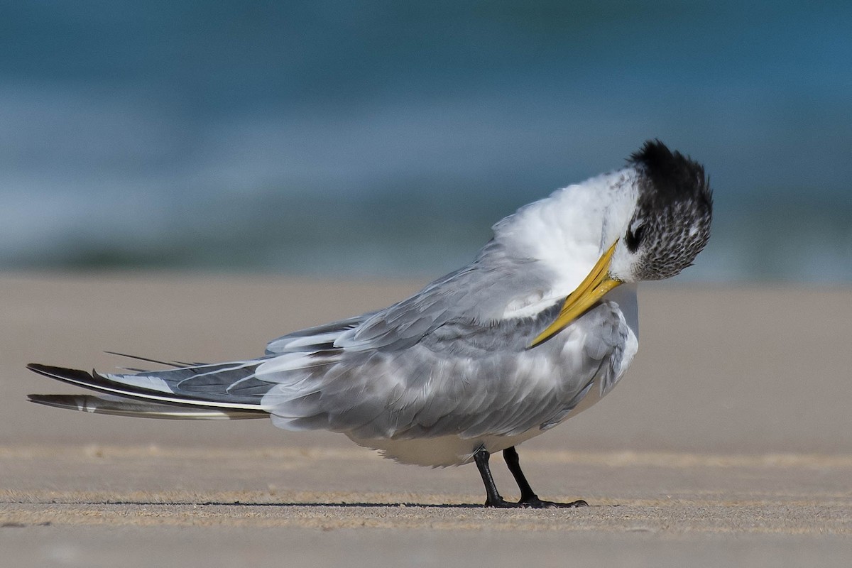 Great Crested Tern - ML118626501