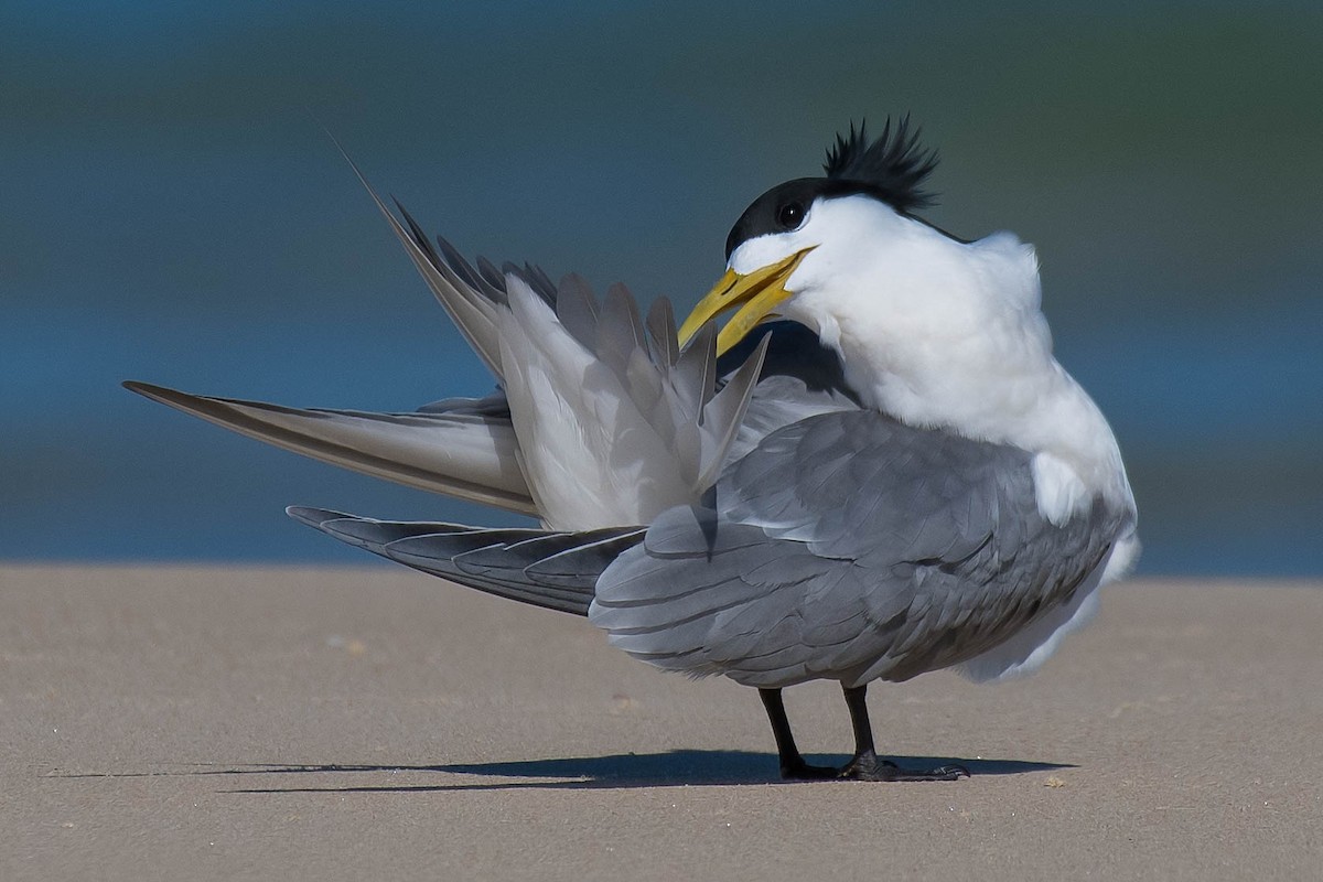 Great Crested Tern - ML118626521