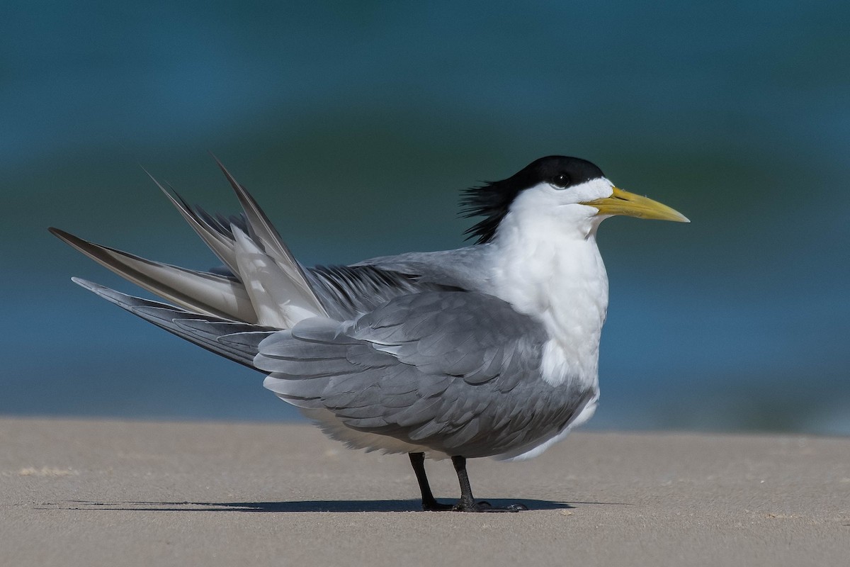 Great Crested Tern - ML118626531