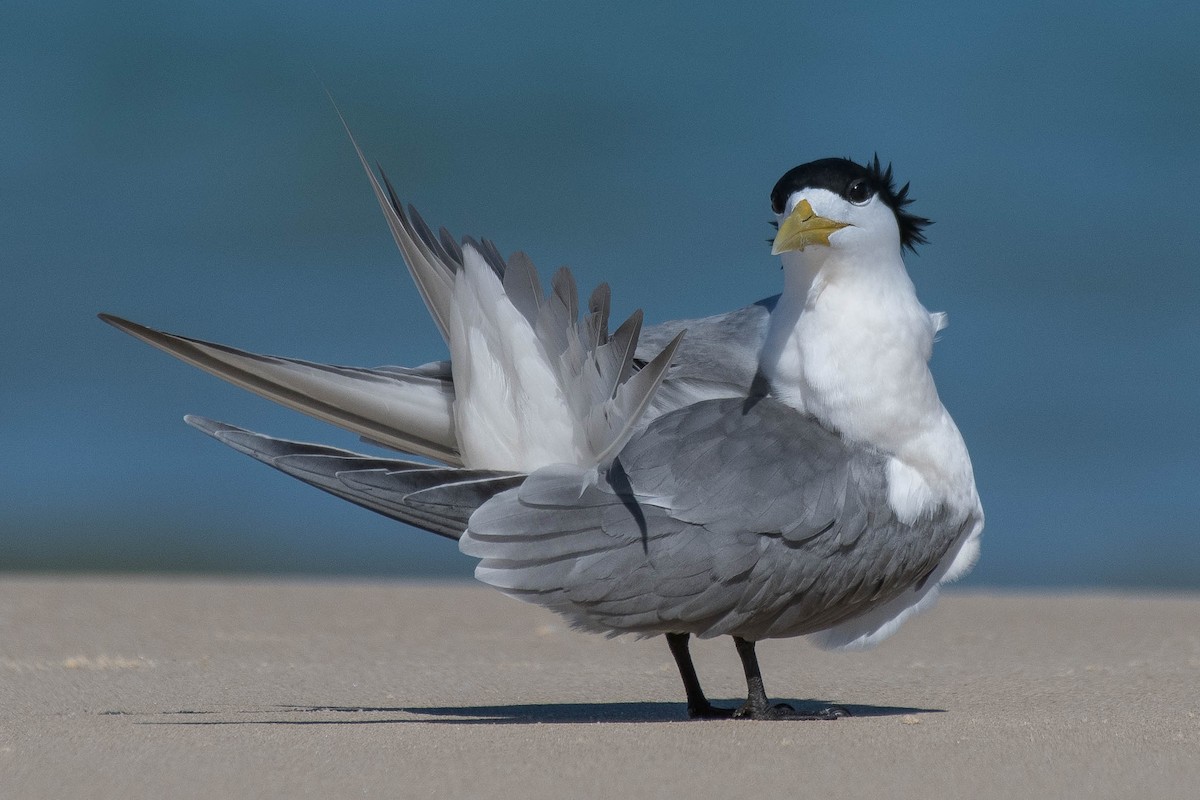 Great Crested Tern - ML118626541