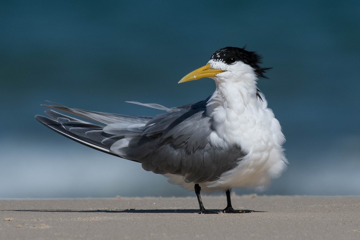 Great Crested Tern - ML118626551