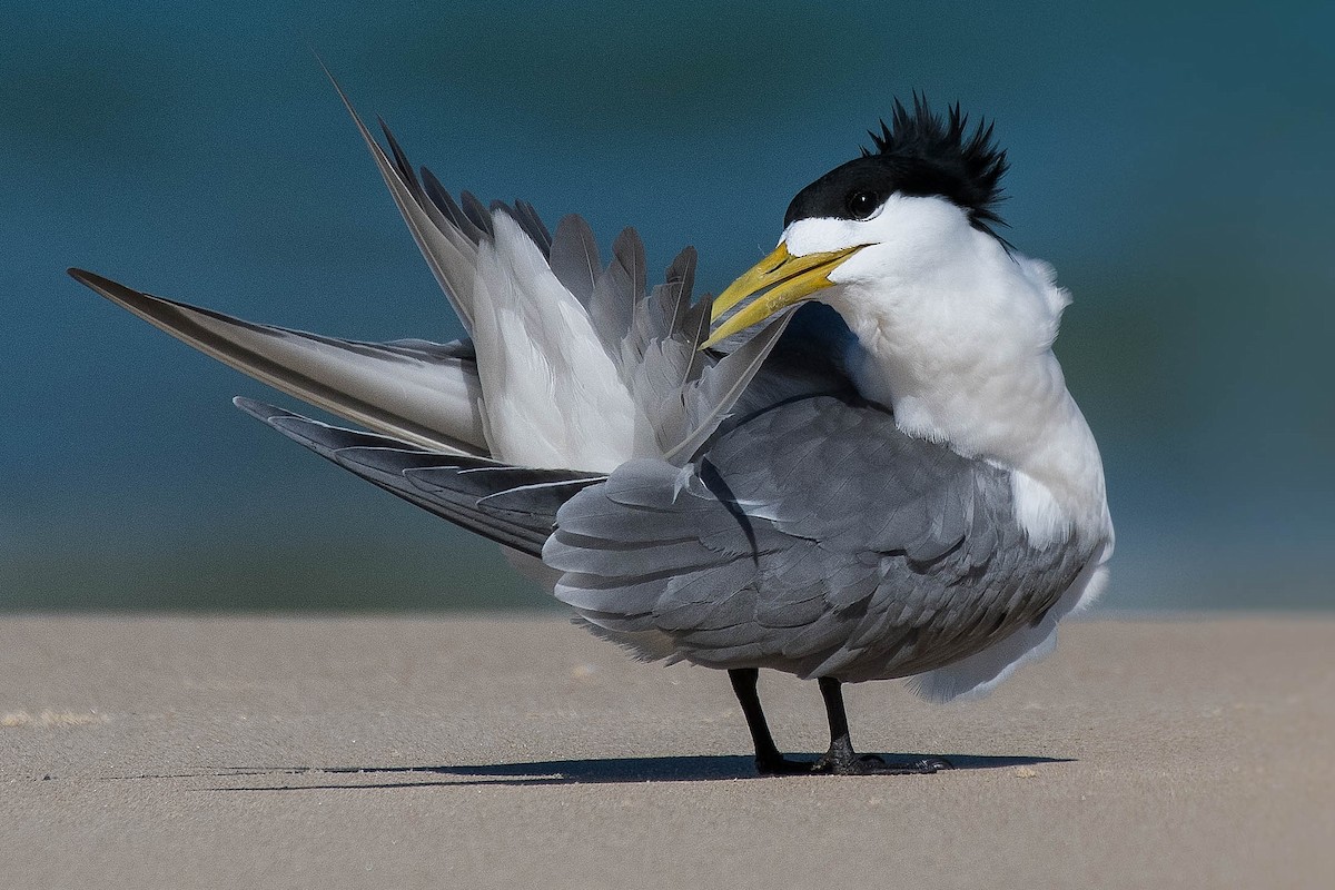 Great Crested Tern - ML118626561