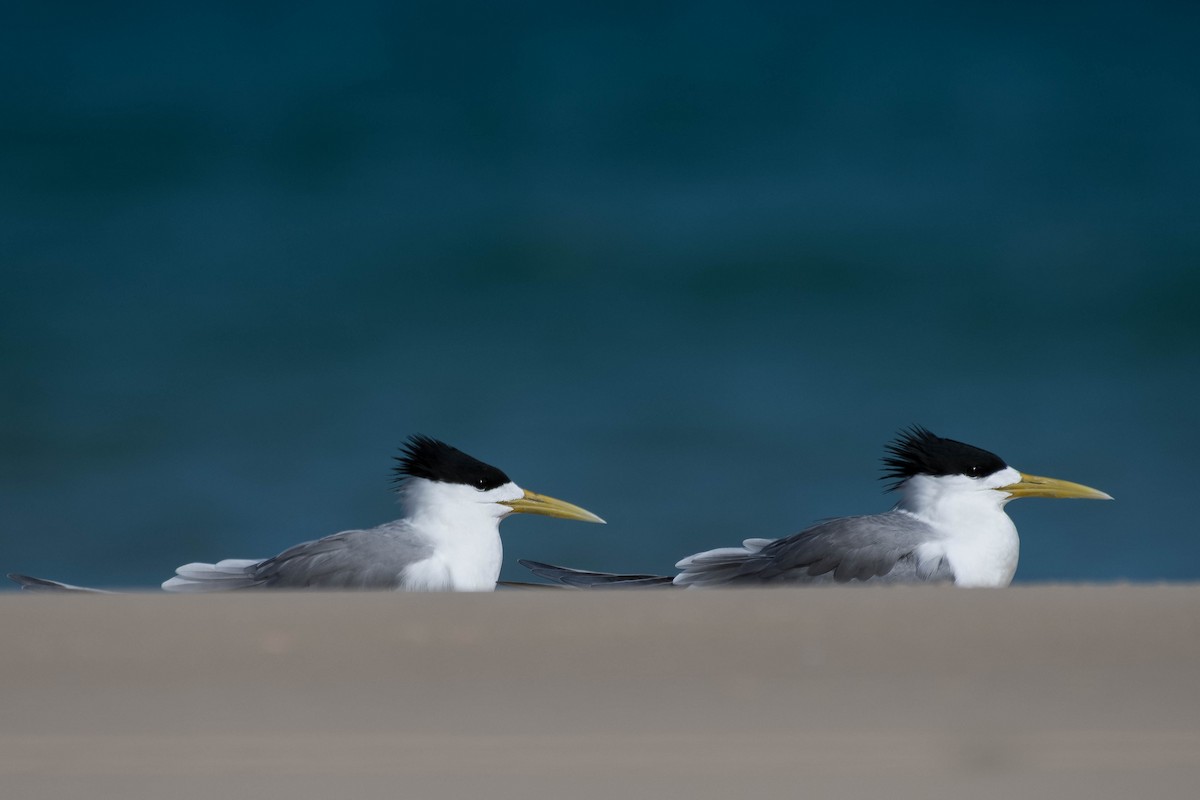 Great Crested Tern - ML118626571
