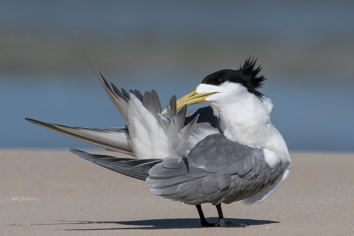 Great Crested Tern - ML118626591
