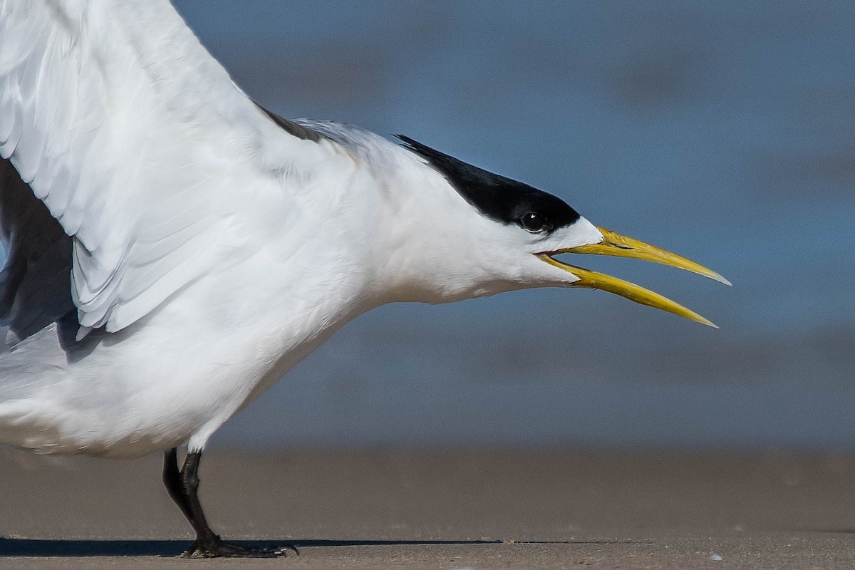 Great Crested Tern - ML118626721