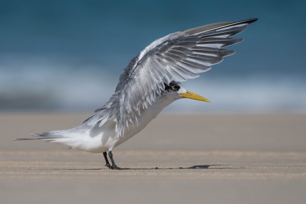 Great Crested Tern - ML118626891