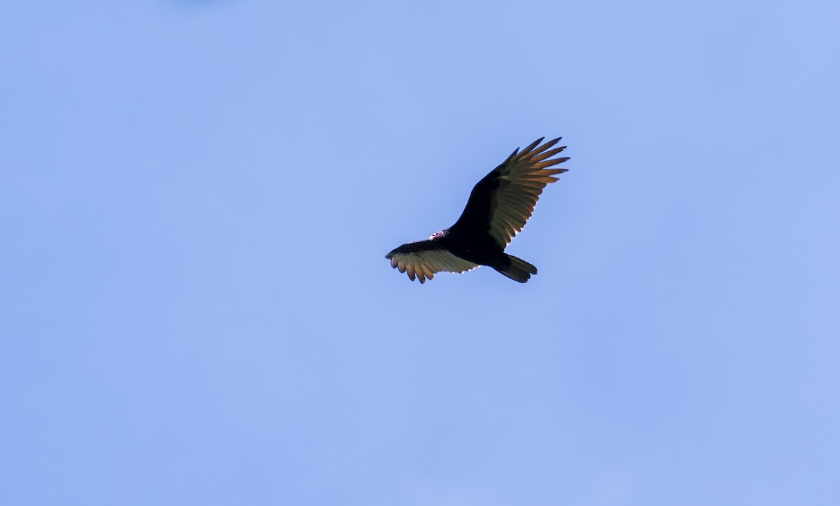 Turkey Vulture - ML118627591