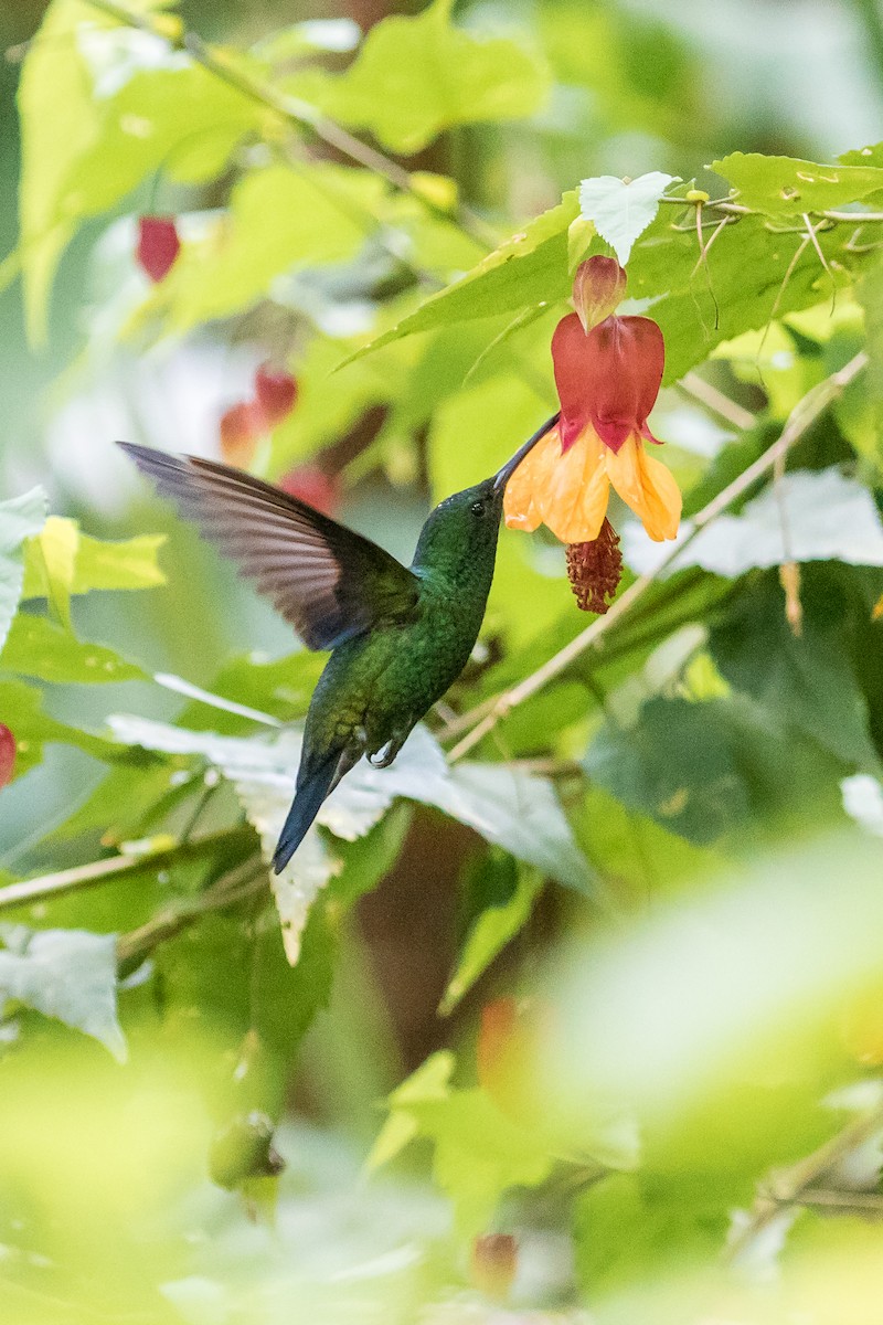 Steely-vented Hummingbird - David Monroy Rengifo