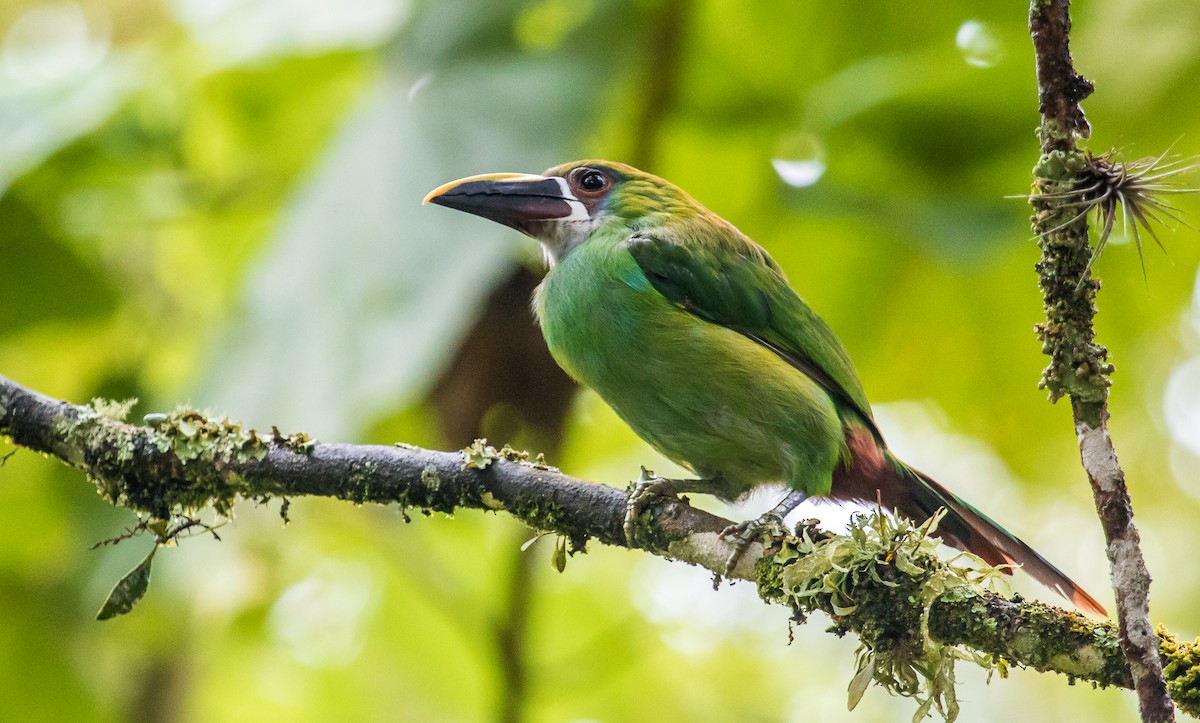Southern Emerald-Toucanet (Gray-throated) - ML118627761