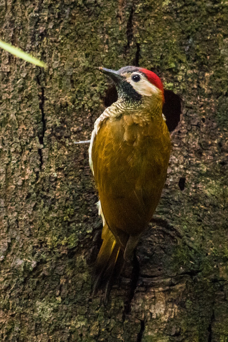 Golden-olive Woodpecker - ML118627771