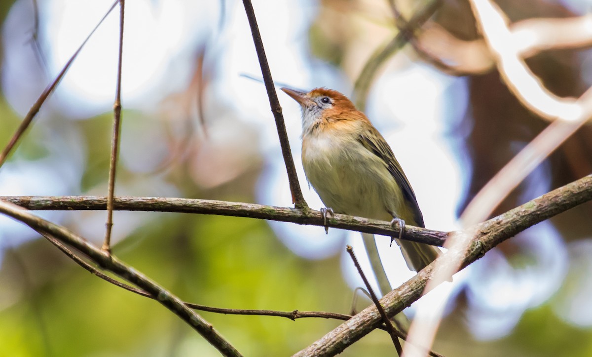 Rufous-naped Greenlet - ML118627781