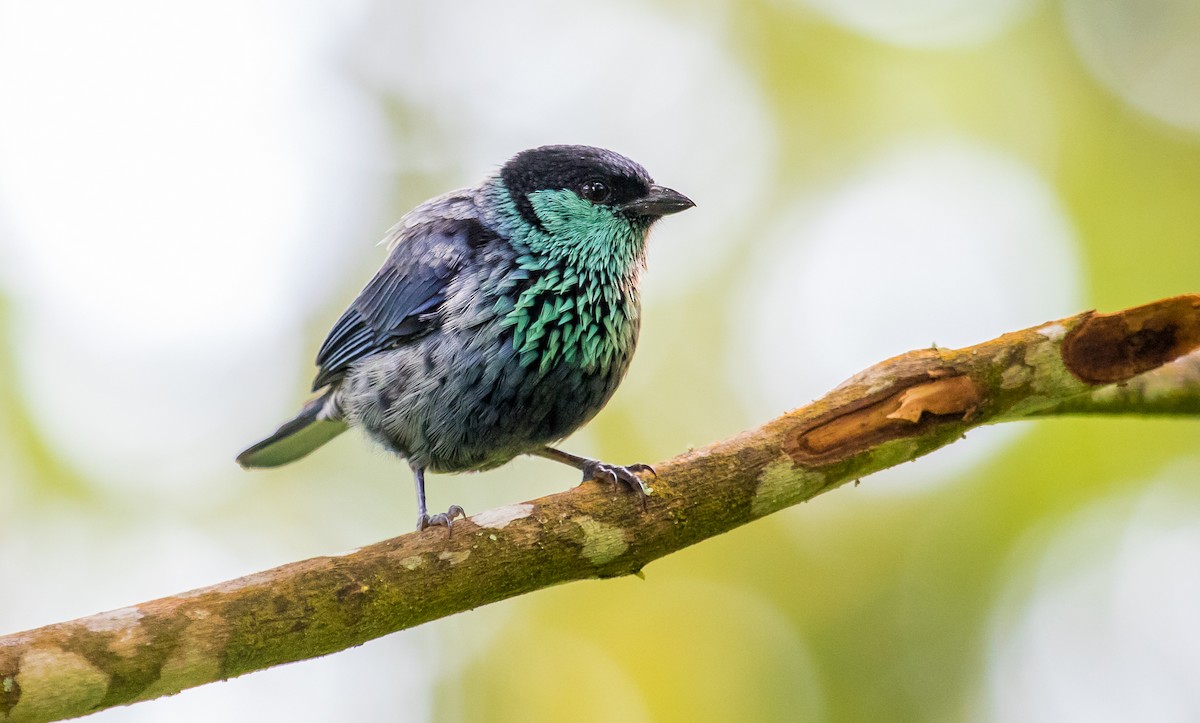 Black-capped Tanager ML118627911