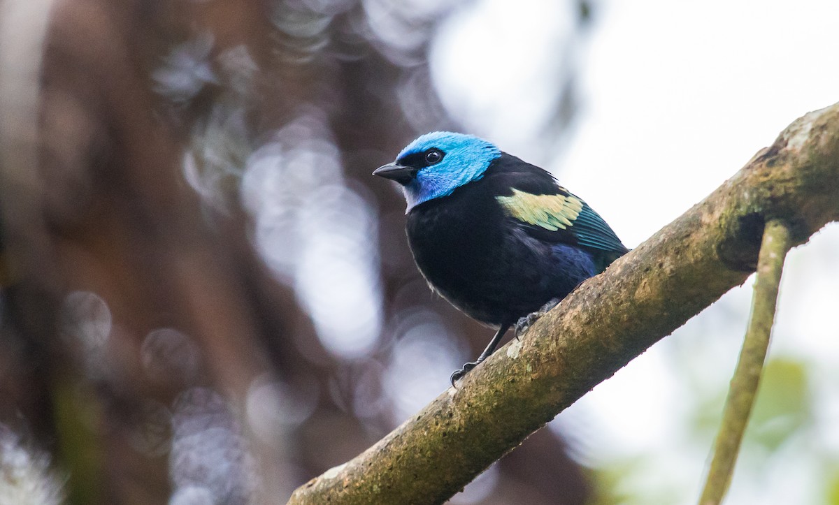 Blue-necked Tanager - ML118628031