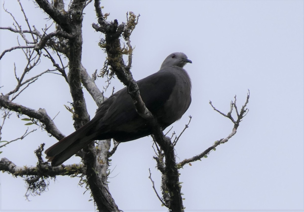 Peale's Imperial-Pigeon - Jim Kirker