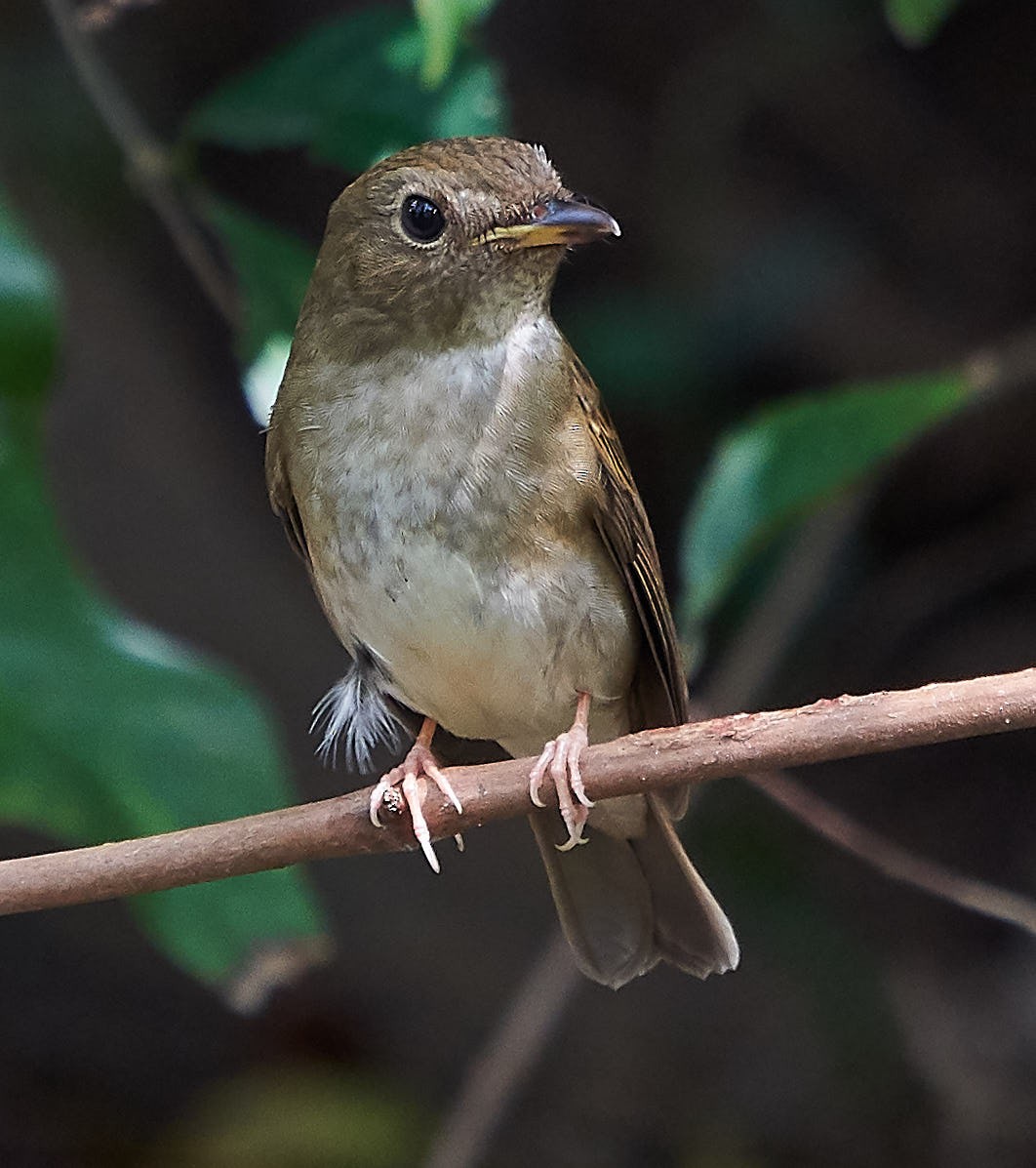 Brown-chested Jungle Flycatcher - ML118630821