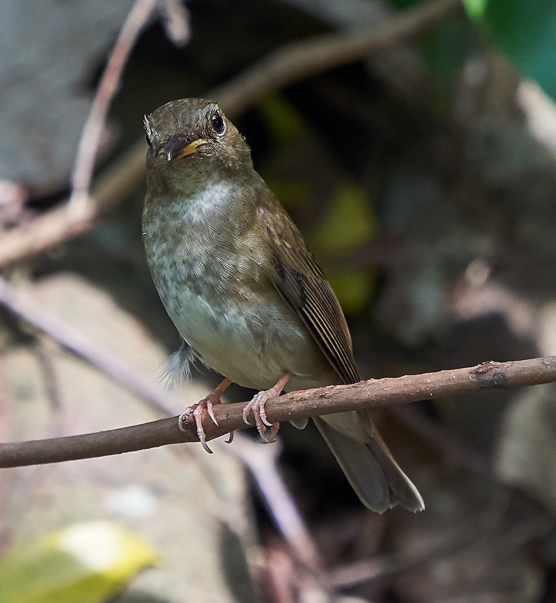 Brown-chested Jungle Flycatcher - ML118630831