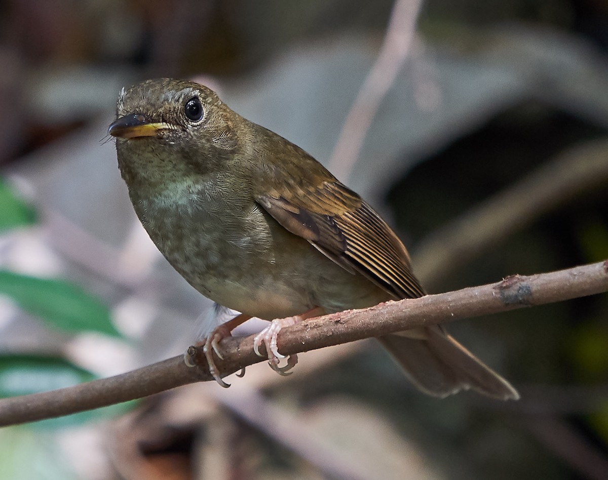 Brown-chested Jungle Flycatcher - ML118630851