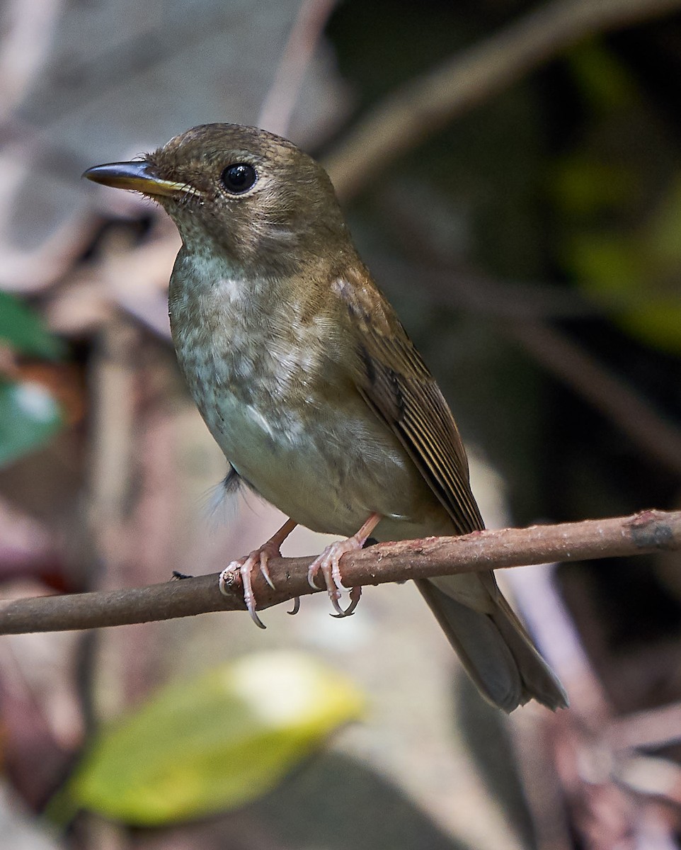 Brown-chested Jungle Flycatcher - ML118630861