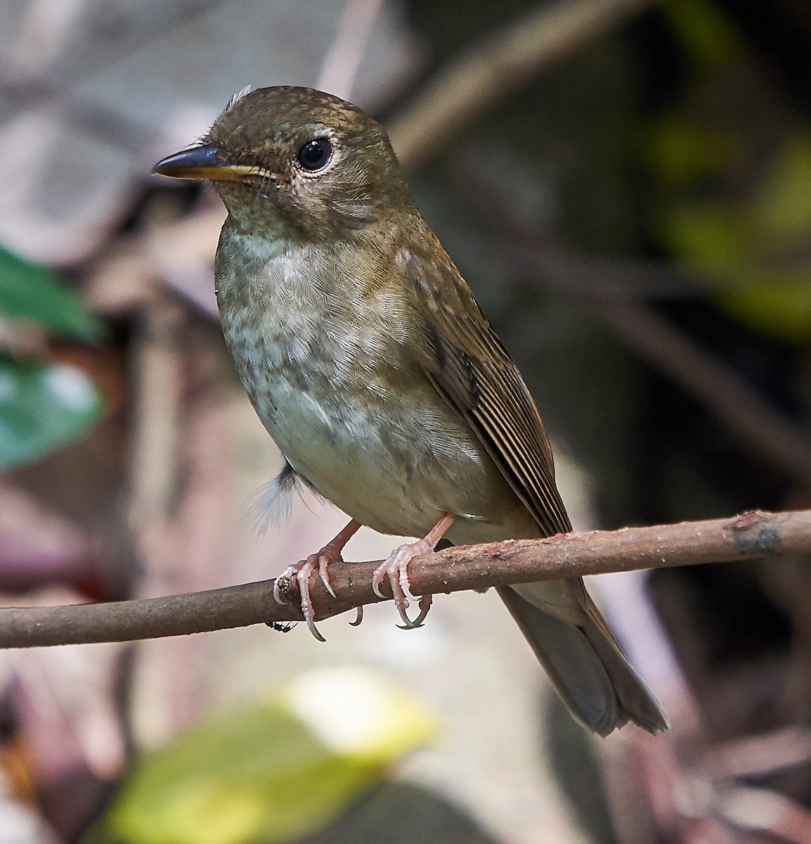 Brown-chested Jungle Flycatcher - ML118630881