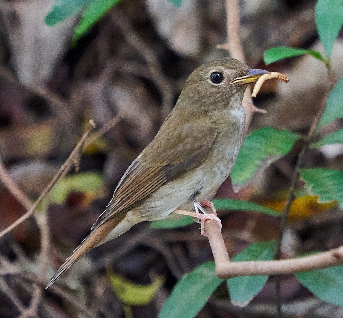 Brown-chested Jungle Flycatcher - Steven Cheong