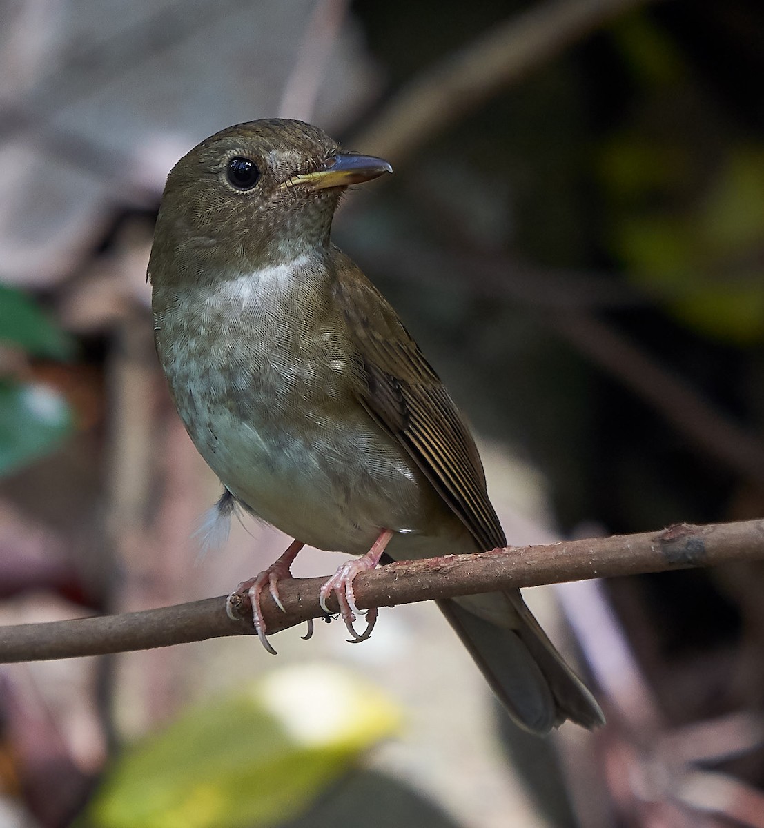 Brown-chested Jungle Flycatcher - ML118630921