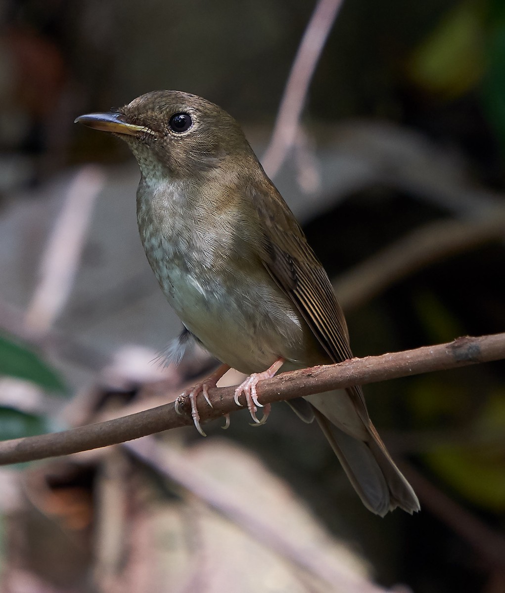 Brown-chested Jungle Flycatcher - ML118630931
