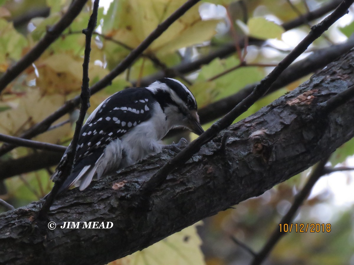 Hairy Woodpecker - Jim Mead
