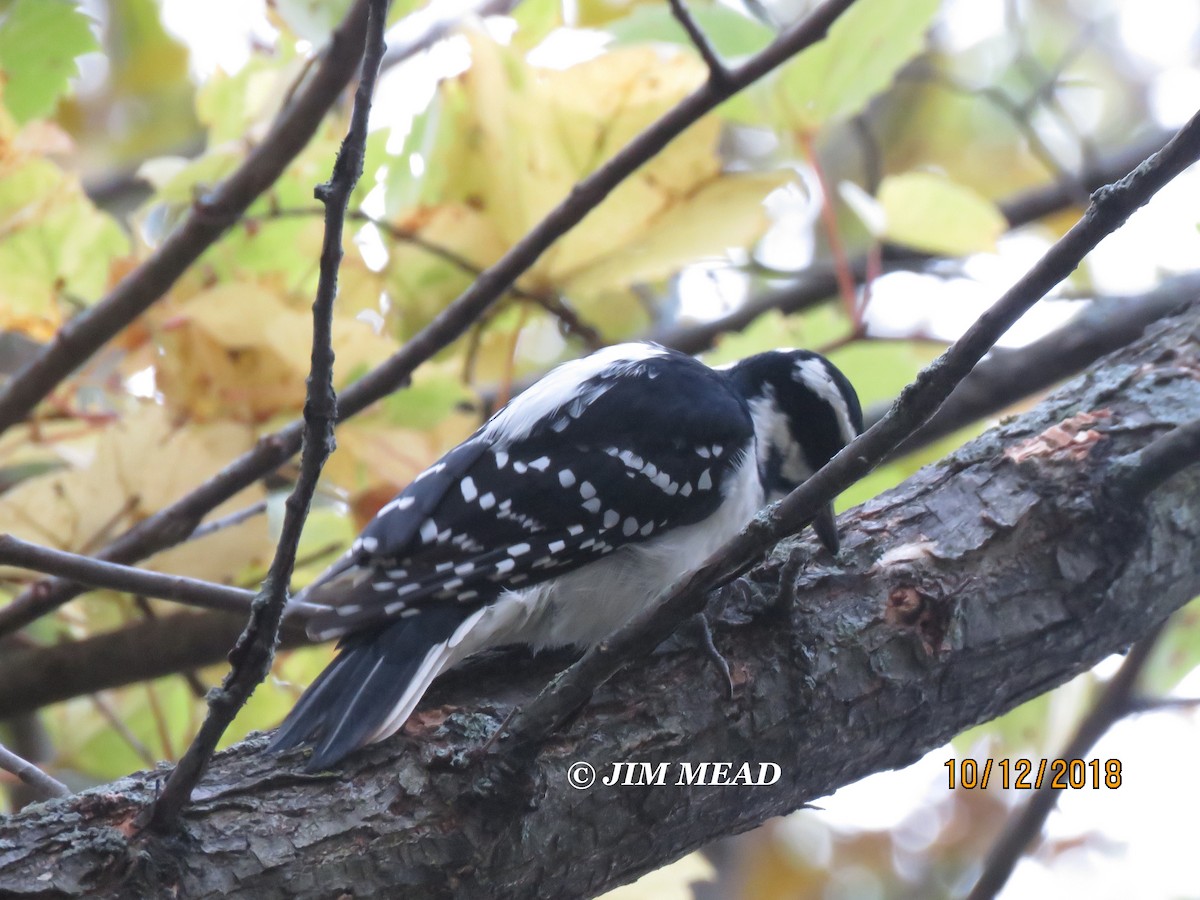 Hairy Woodpecker - Jim Mead