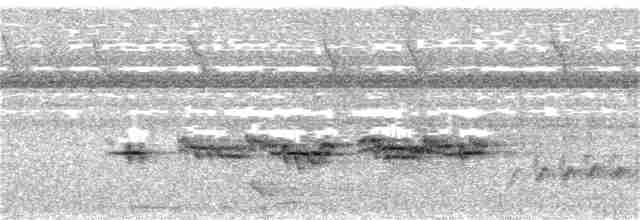 Золотокіс рувензорський (підвид archeri) - ML118635871