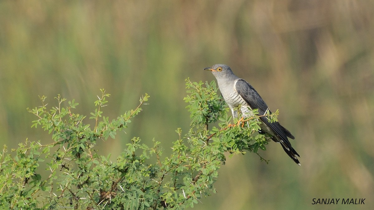 Common Cuckoo - Sanjay Malik