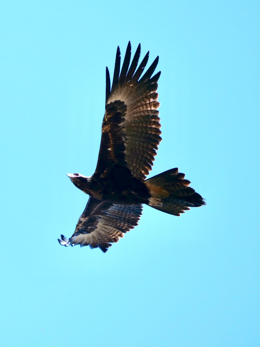 Wedge-tailed Eagle - ML118637461