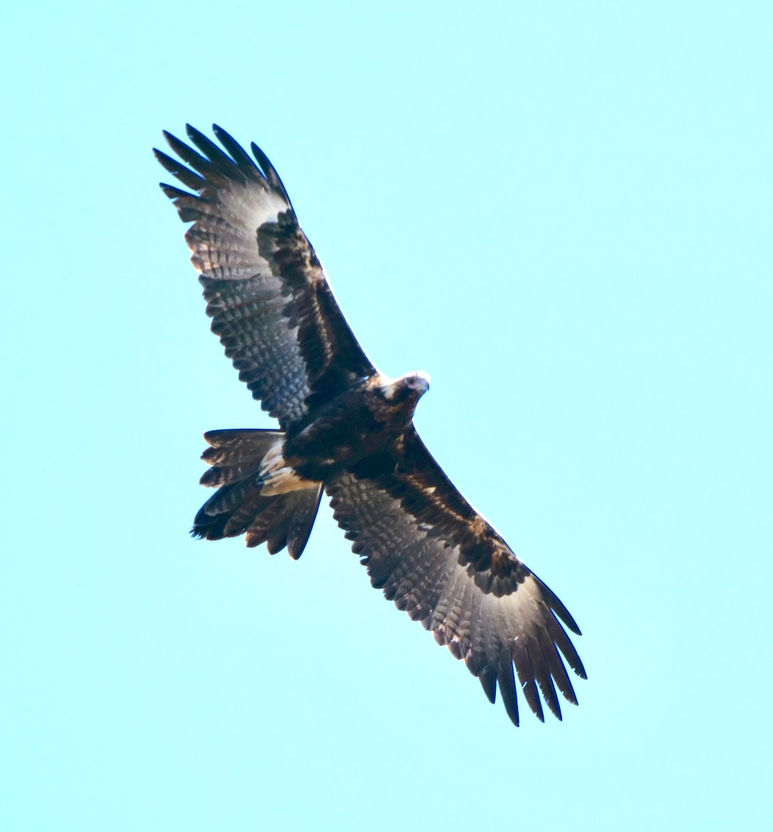 Wedge-tailed Eagle - ML118637471