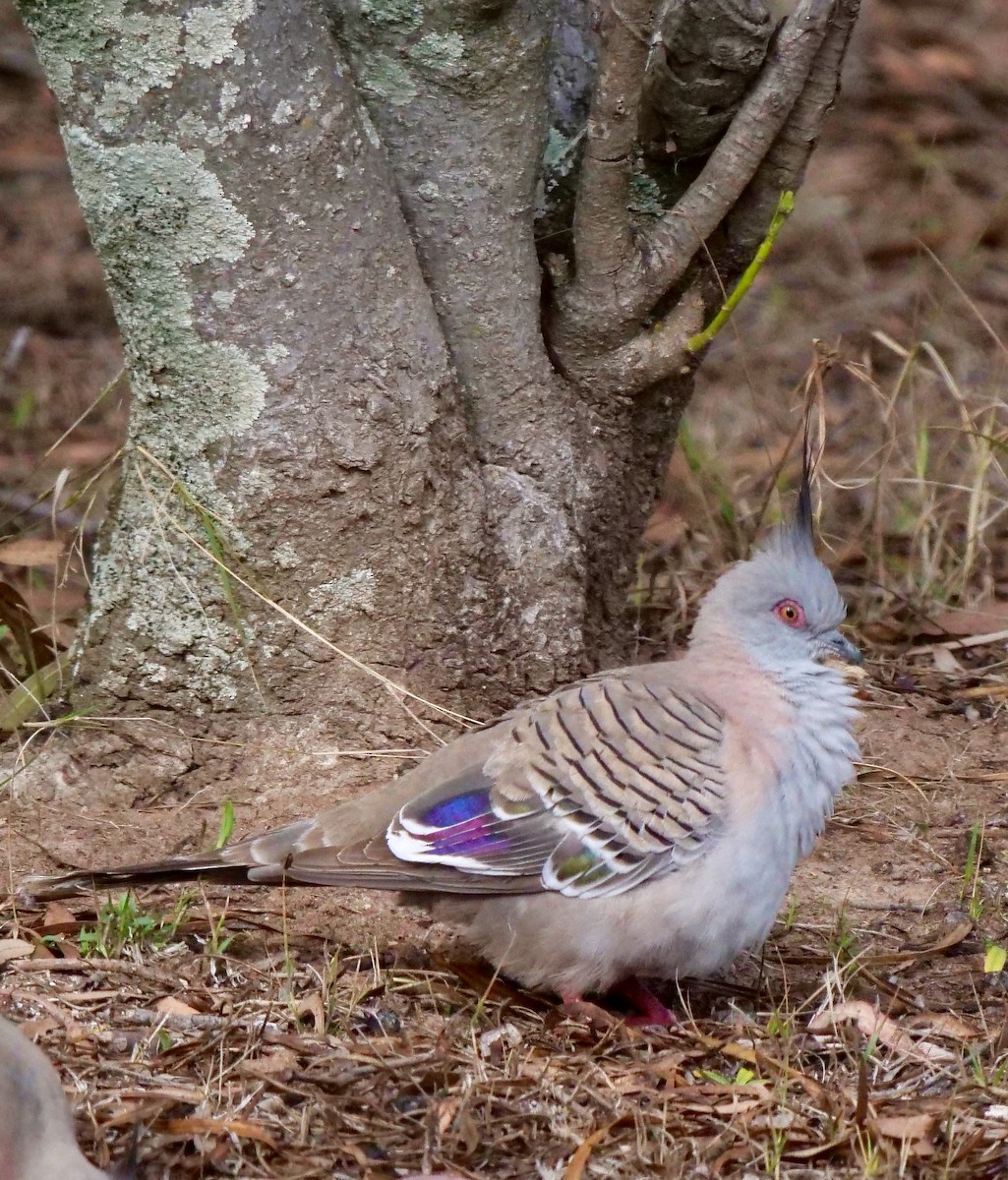 Crested Pigeon - ML118637621