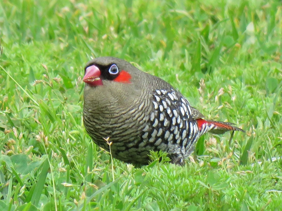 Red-eared Firetail - ML118640821