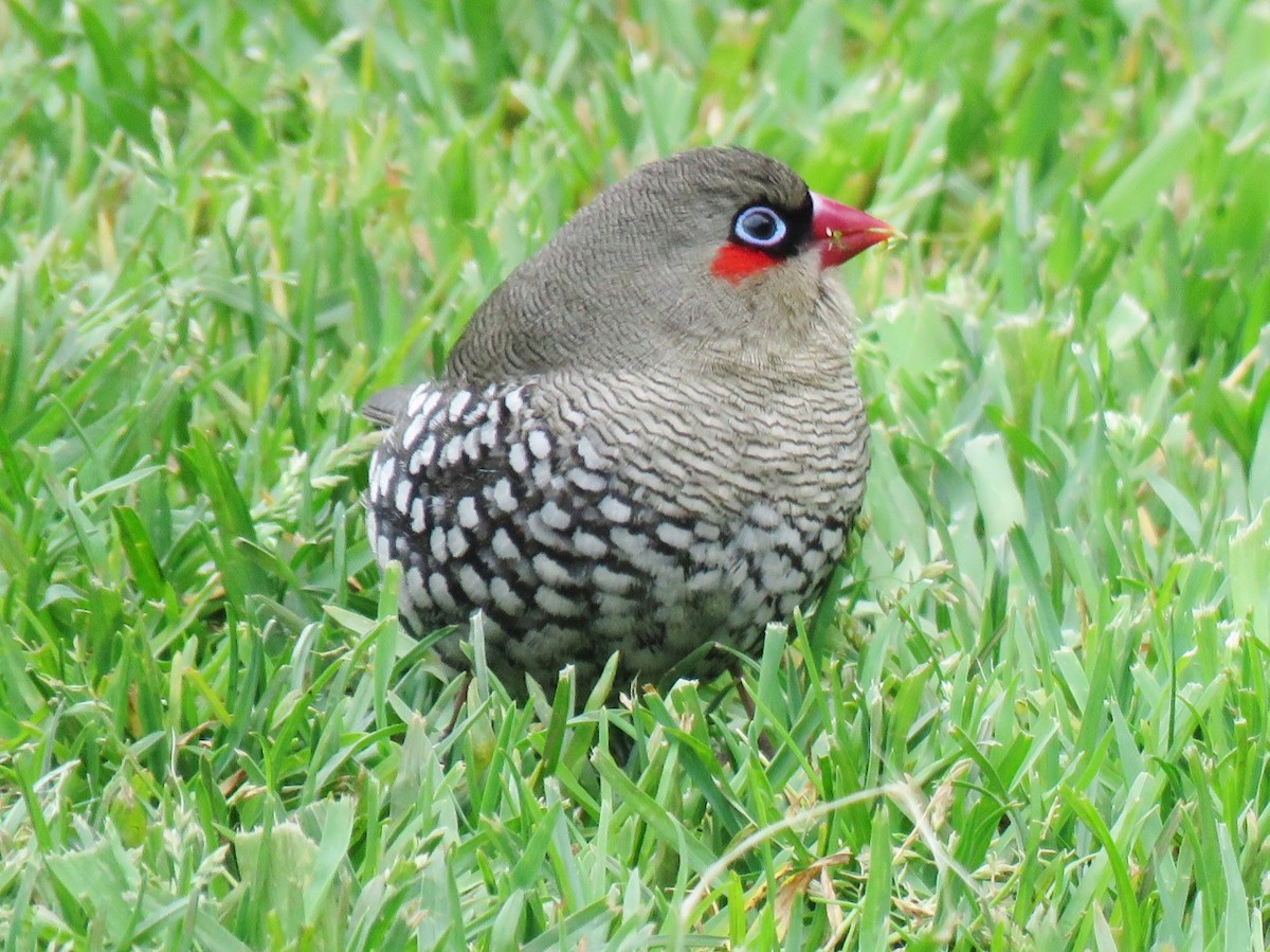 Red-eared Firetail - ML118640831