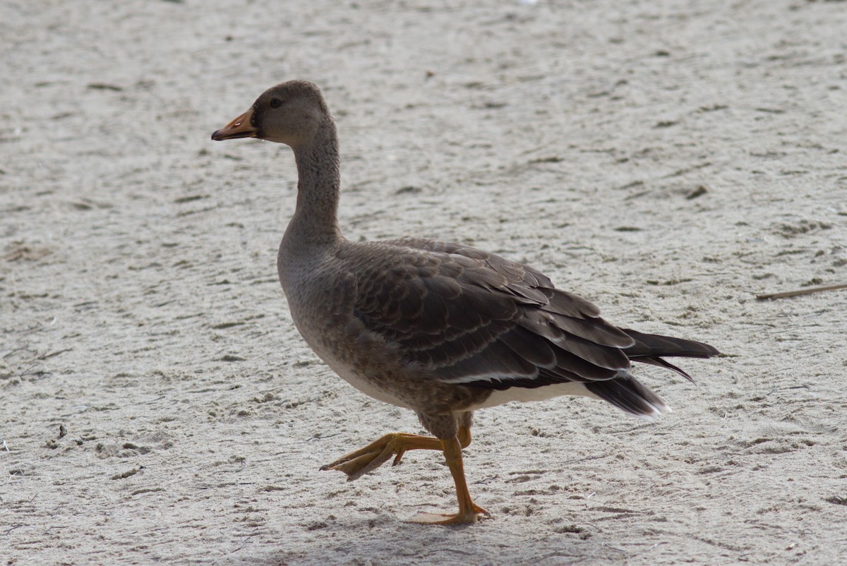 Greater White-fronted Goose - Justyn Stahl