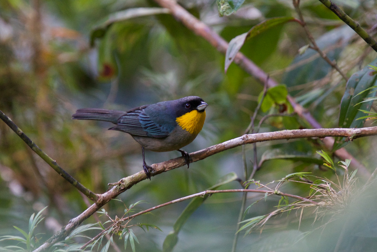 Yellow-throated Tanager - ML118642311