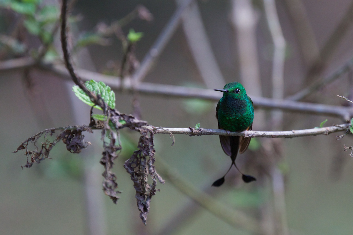 Rufous-booted Racket-tail - ML118642361