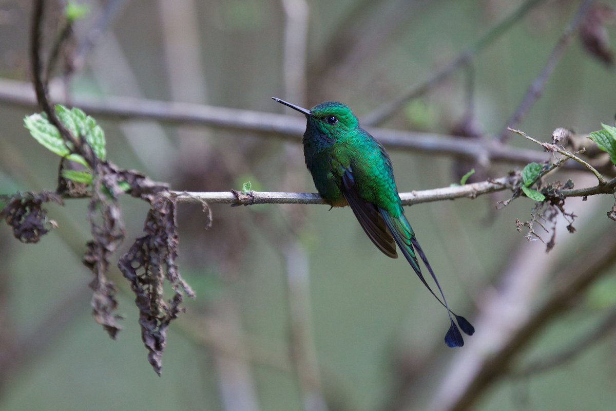 Rufous-booted Racket-tail - ML118642391